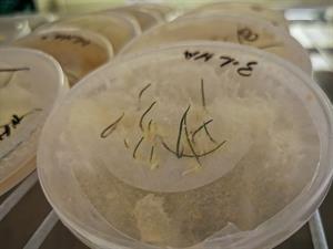 Royal Botanic Gardens Victoria